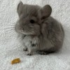 Лютик 