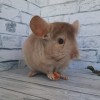 Бублик