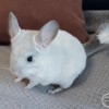 Симка