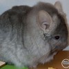 Мишель