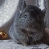 Жерар нЛова голдбара