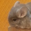 ЧинЧик Дэшка