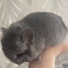 Дино 