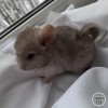 Красотка