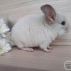Эдельвейс