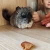 2 месяца