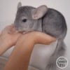 СИ Хинто