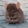 Веста