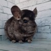Вуди