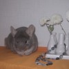 Корина
