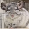 Нанэ