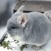 Даймонд Велюр нЛова