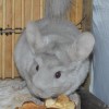 Амати