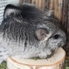 АС Кендис