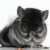 Чеширский Кот