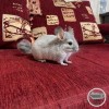 Парис
