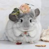 Марта