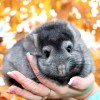 Маффин