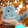 Карат