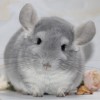 Каприз