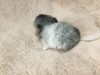 1 неделя