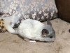 3 месяца