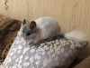 3 месяца