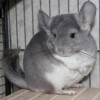 Камилла ОС