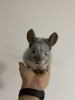 Анфас