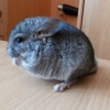 Аманда