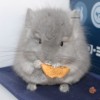 Китнис