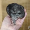 Свит Хэппи Шартрез