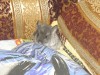 3 нед.