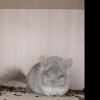 Апполон