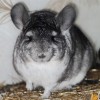 Марконий НГолд