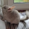 Мила