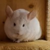 Камилла