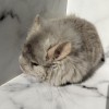 Литл Френд Фелиция КПА нФ50