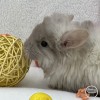 Кики