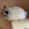 Снежок
