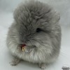 Микки Флорет