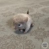 Кристиан