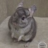 Изя