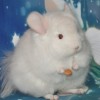 Тыковка Лова Голд