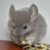 Мигель