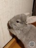 Фелиция Фауна Сам