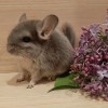 Микки