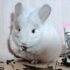 Юпитер_Снежок