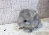 Альф