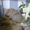 Кристофф